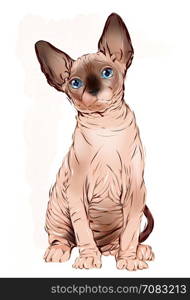 portrait of the Canadian sphinx cat