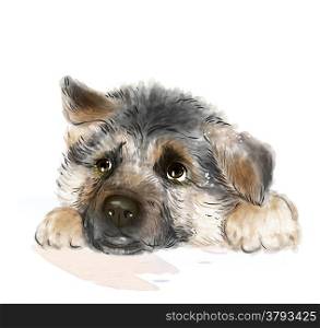 portrait of the german shepherd puppy