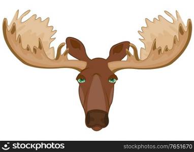 Portrait of the mug animal moose on white background is insulated. Head of the wildlife moose with greater horn