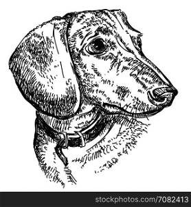 Portrait of young dog Dachshund in a collar vector hand drawing illustration in black on white background