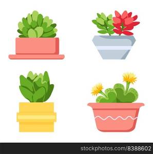 Pot color flowers plants bloom of collection. Vector pot flower, floral collection plant, bloom home garden illustration. Pot color flowers plants bloom of collection