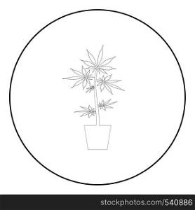 Pot of marijuana Cannabic in pot Hemp icon in circle round outline black color vector illustration flat style simple image