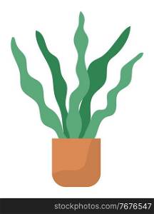 Pot with houseplant isolated at white background. Vector flowerpot of decorative green plant with long leaves in ceramic pot. Indoor plant concept of domestic greenery. Icon for home interior plant. Decorative green plant with long leaves in ceramic pot, pot with houseplant. Home interior plant