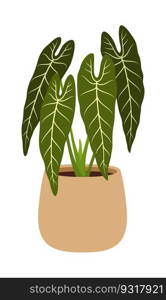 Pot with Philodendron melanochrysum. Isolated vector plant species with large, green heart-shaped leaves, velvety texture, and striking yellow veins. Houseplant native to central and south america. Pot with Philodendron melanochrysum vector plant