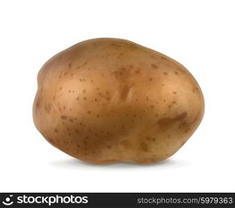 Potato, vector illustration