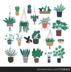 Potted evergreen house plants. Eco style illustration, green flowers in hanging and ceramic pots. Set of decorative indoor plants in different containers for interior decoration isolated on white. Potted evergreen house plants. Eco style illustration, green flowers in hanging and ceramic pots