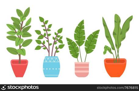 Potted evergreen house plants. Eco style illustration, modern and elegant home decor, vector flowers. Set of decorative indoor plants in ceramic containers for interior decoration isolated on white. Potted evergreen house plants. Eco style illustration, modern and elegant home decor, vector flowers