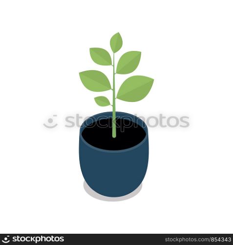 Potted indoor, office and house plant. 3d flower pot with plate. Isometric vector illustration