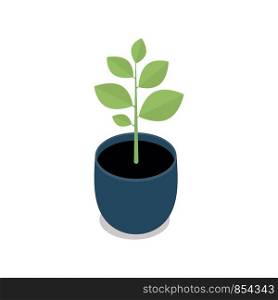 Potted indoor, office and house plant. 3d flower pot with plate. Isometric vector illustration