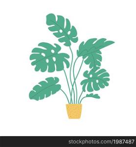 Potted monstera sketch. Vector indoor philodendron. Doodle color plant illustration