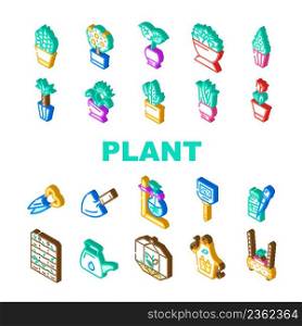 Potted Plant And Care Accessories Icons Set Vector. Sansevieria Trifasciata Citrus Tree, Monstera Deliciosa And Buxus Sempervirens Potted Plant. Florarium Equipment Isometric Sign Color Illustrations. Potted Plant And Care Accessories Icons Set Vector