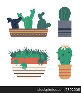 Potted plant with thorns vector, cactus with flower blooming, large flowering on top of cacti. Pot with lines, botanical decor for home houseplants. Cactus with Flowering, Flower on Green Plant in Pot