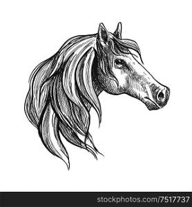 Powerful american quarter stallion with refined profile and long muzzle. Sketch of posing show hunter horse for equestrian sport symbol or t-shirt print design usage. Sketch of a horse head
