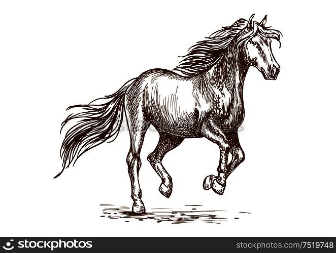 Prancing horse portrait. Proud graceful mustang stallion freely running against wind with waving mane and long tail. Vector sketch. Running and prancing horse sketch portrait