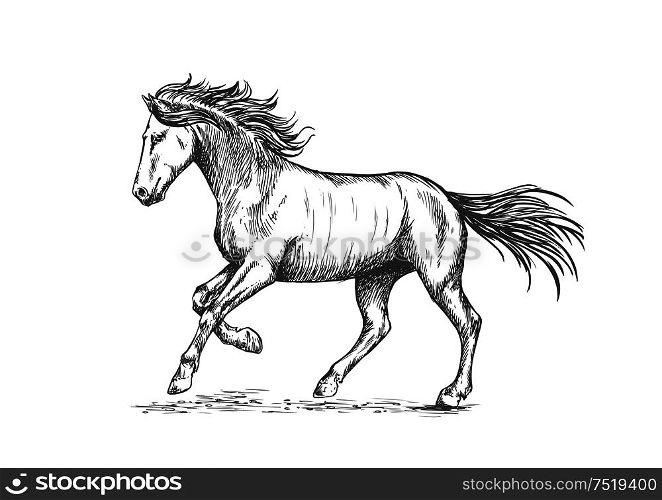 Prancing horse with stomping hoof. Sketch portrait of mustang with running gait and waving mane and tail. Prancing horse with stmping hoof portrait