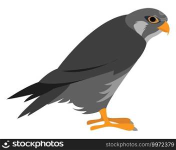 Predatory bird, illustration, vector on white background