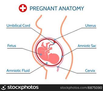 Pregnancy anatomy medical illustration. Pregnancy pregnant anatomy medical vector illustration. Pregnant woman with fetus in womb before childbirth silhouette