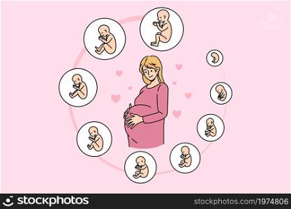 Pregnant woman touch belly ready for future maternity. Pregnancy embryo stages development. Baby childbirth phases by month. Fertility, ivf, motherhood concept. Vector illustration.. Pregnant woman with embryo development stages