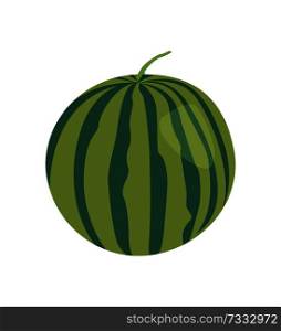 Pretty watermelon isolated on white background, vector illustration of fresh berry with different shapes green stripes and small tail on top of it. Pretty Watermelon Isolated on White Background