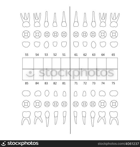 primary tooth note upper and lower jaw , the chewing surface of teeth incisor, canine, premolar, bikus, molar , wisdom tooth, in vector for print or design. primary tooth note