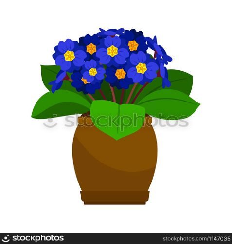 Primrose house plant in flower pot, vector icon on white background. Primrose house plant in flower pot