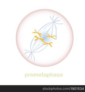 Prometaphase part of the mitosis cell cycle scheme. Object isolated for education, for medical art object stock vector illustration