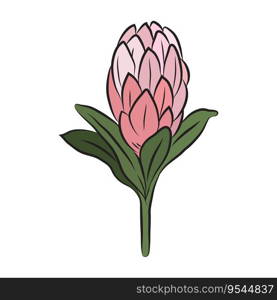 Protea flower closed bud. Large tropical African pink protea. For cards and invitations