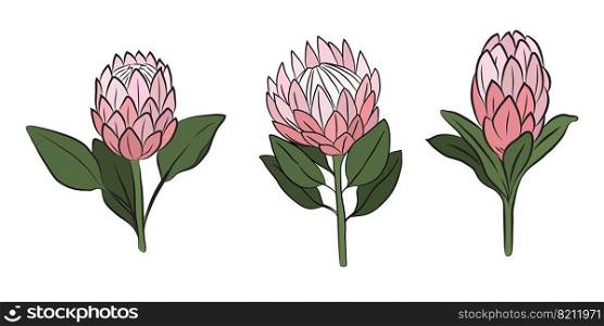 Protea flowers, set of 3 large buds, drawn with color. Isolated bud on a branch. For invitations and valentines