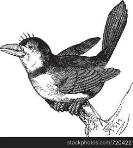 Puffbird (Bucco macrorhynchus), vintage engraved illustration. Trousset encyclopedia (1886 - 1891).