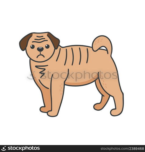 Pug isolated vector illustration. Small dog with folds and flattened muzzle. Home pet doodle kawaii. Pug isolated vector illustration