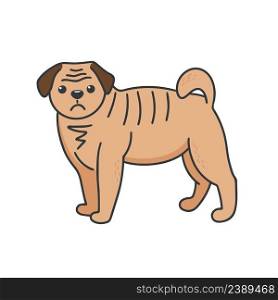 Pug isolated vector illustration. Small dog with folds and flattened muzzle. Home pet doodle kawaii. Pug isolated vector illustration