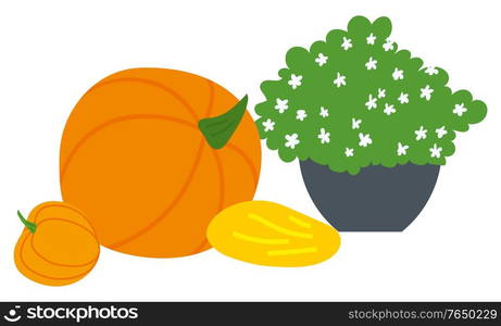 Pumpkin and melon, bush with flowers in pot, countryside object. Vegetables and green plant, agricultural product, blossom symbol, harvest festival vector. Harvest Festival, Pumpkin and Plant, Melon Vector