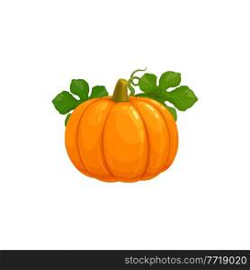 Pumpkin, autumn Thanksgiving harvest vegetable, vector isolated icon. Pumpkin gourd with green leaves, autumn season farm garden harvest and holidays symbol. Pumpkin, autumn Thanksgiving harvest vegetable
