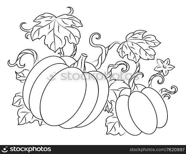 Pumpkin harvest drawing in retro style for thanksgiving design