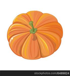 Pumpkin Isolated. Cultivar of Squash Round Plant. Pumpkin isolated on white in flat style. Cultivar of squash round plant deep yellow to orange coloration. Edible fruit. Autumn vegetable. Jack-o-lanterns for decoration at Halloween. Vector