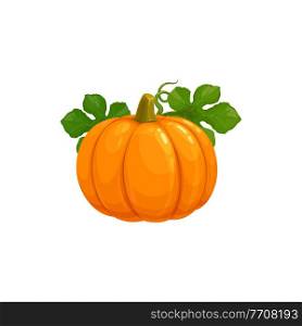 Pumpkin isolated vector icon on white background. Ripe raw orange plant with green leaves, vegetable harvest for Thanksgiving Day or Halloween symbol. Cartoon element for design. Pumpkin isolated vector icon on white background