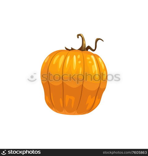 Pumpkin or squash isolated vegetable. Vector orange autumn gourd, Thanksgiving or Halloween mascot. Autumn gourd isolated pumpkin or orange squash