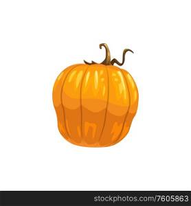 Pumpkin or squash isolated vegetable. Vector orange autumn gourd, Thanksgiving or Halloween mascot. Autumn gourd isolated pumpkin or orange squash