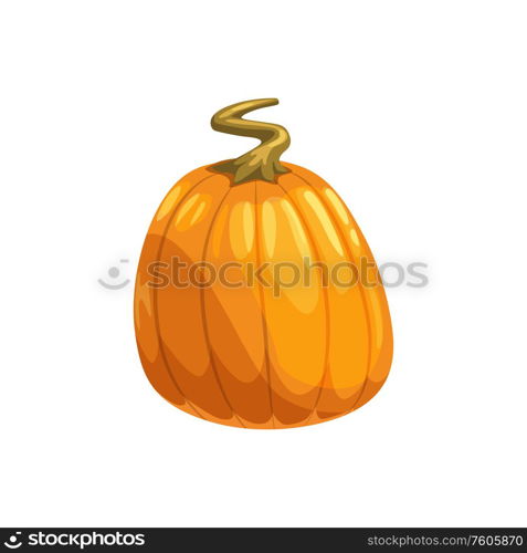 Pumpkin ripe gourd, fall harvest vegetable. Vector squash with stem, autumn food. Squash autumn harvest vegetable isolated pumpkin