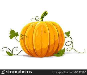 Pumpkin vegetable fruit isolated vector image