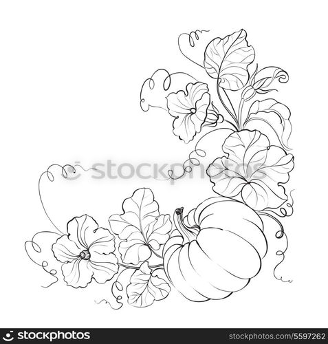 Pumpkin vegetable with leaves isolated on white background. Vector illustration.