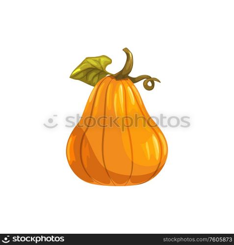 Pumpkin with stem isolated gourd vegetarian food. Vector autumn gourd, Halloween symbol. Ripe autumn pumpkin isolated organic vegetable