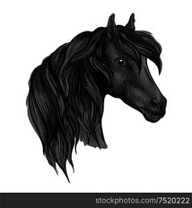 Purebred horse head sketch. Black racehorse of arabian breed. Powerful stallion for horse racing symbol or equestrian sporting themes design. Arabian horse head sketch for equine sport design
