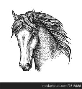 Purebred horse head sketch icon. Riding club and horse racing symbol or t-shirt print design. Purebred horse head sketch for equine sport design
