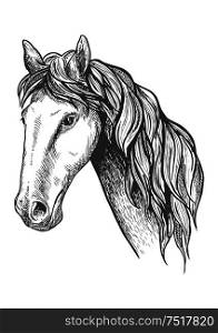 Purebred racehorse graceful profile with sketched head of appaloosa mare with slender neck and long wavy mane. May be use as equestrian sport symbol or horse breeding theme design. Racehorse of appaloosa breed sketch symbol