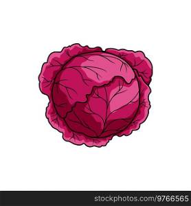Purple cabbage or red kraut isolated leafy vegetable. Vector headed cabbage, vegetarian food. Red cabbage head isolated purple vegetable food