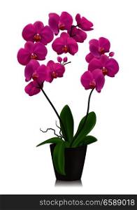 Purple orchid in flowerpot design concept  in realistic style on white background isolated vector illustration. Purple Orchid In Flowerpot