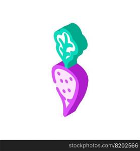 purple radish isometric icon vector. purple radish sign. isolated symbol illustration. purple radish isometric icon vector illustration