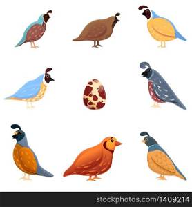 Quail icons set. Cartoon set of quail vector icons for web design. Quail icons set, cartoon style