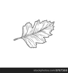 Quickthorn or hawthorn leaf isolated sketch. Vector foliage monochrome icon, may-tree leafage, whitethorn or chockeberry herbal plant. Aspen tree foliage, autumn, summer, spring decor element. Hawthorn leaf isolated plant sketch, foliage icon